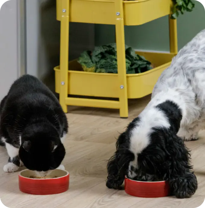 Happy dogs &mdash; Bella+Duke natural nutrition